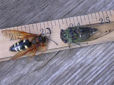 Cicada Killer Wasp Ohio / The cicada killer wasp is red with either ...