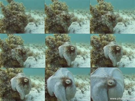 Random Cool Stuff: Amazing Octopus Camouflage