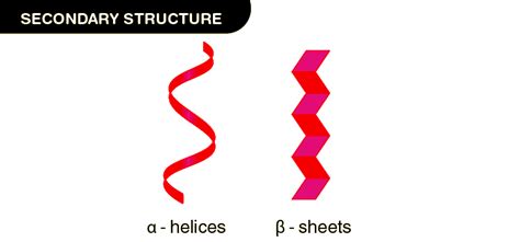 Understanding Alpha-Helix and Beta-Sheet Protein Structures - Testbook.com