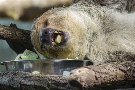 Two Toed Sloth Eating Fruit Stock Image - Image of exotic, mammal ...