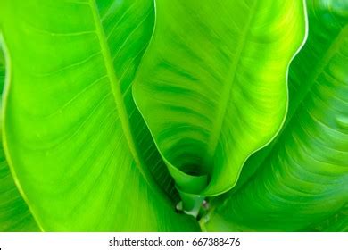 1,286 Fibonacci Leaf Spiral Images, Stock Photos & Vectors | Shutterstock