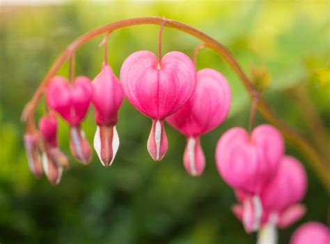 Bleeding Heart Flower Arrangement Stock Photos, Pictures & Royalty-Free ...