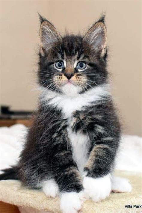 Maine Coon Cats For Adoption