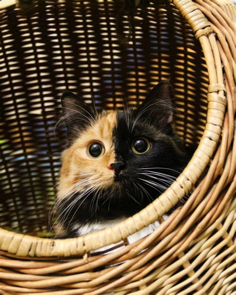 Meet Yana - The Adorable 'Two-Faced' Cat – Viral Cats Blog