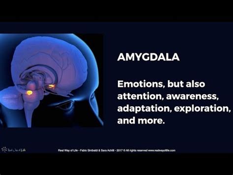 Brain & Mind #1 AMYGDALA: Emotions, but also attention, awareness ...