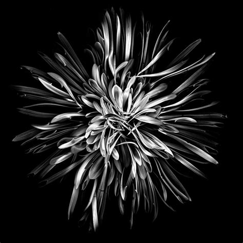 Altering the Mood with Black and White Flower Photography