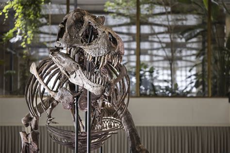 T. rex skeleton expected to fetch millions at Zurich auction