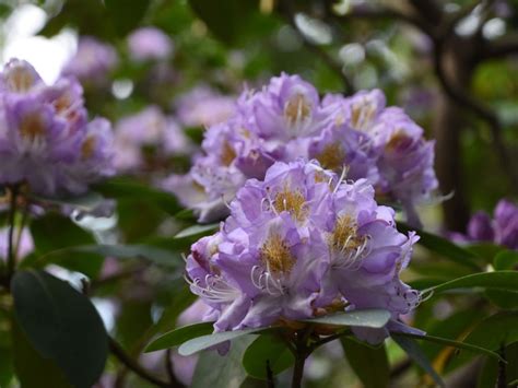 Rhododendrons For Zone 3 Gardens: Suitable Rhododendrons For Cold Climates