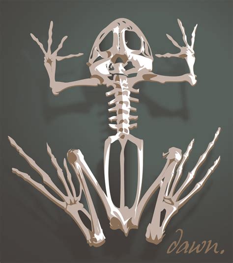 frog skeleton by dawno on DeviantArt