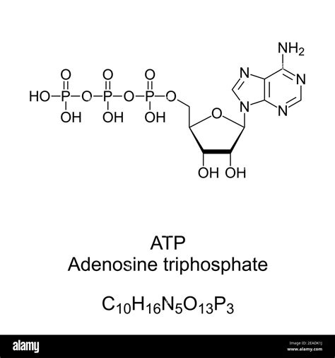 Atp Molecule Makeup | Makeupview.co