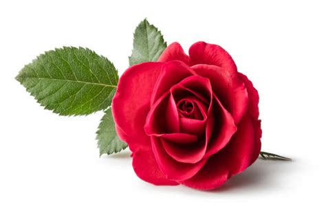 Red Rose Isolated on White Background | Rose flower photos, Rose images ...