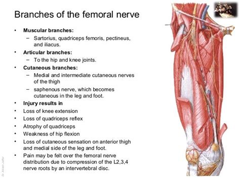 Femoral Nerve Anatomy Diagram