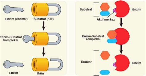 Enzim Nedir? Enzimlerin Çalışmasına Etki Eden Faktörler ve Kullanım ...