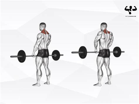 Barbell Shrugs: How To & Benefits – FitDominium