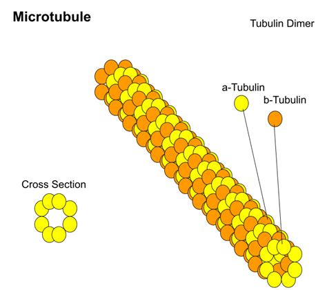 Microtubules are constituents ofA) Centrosome, nucleosome, and ...