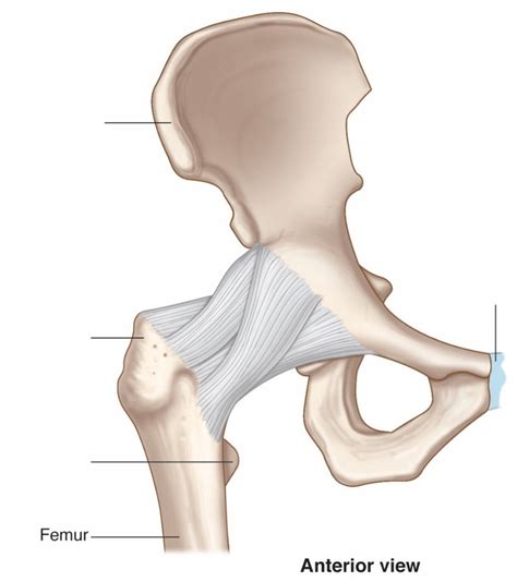 Diagram of Hip | Quizlet