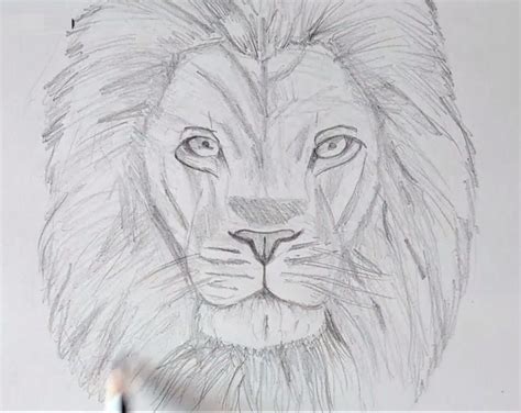 Lion Face Drawing | Sketch of Lion Face in Four Steps | Lion face ...