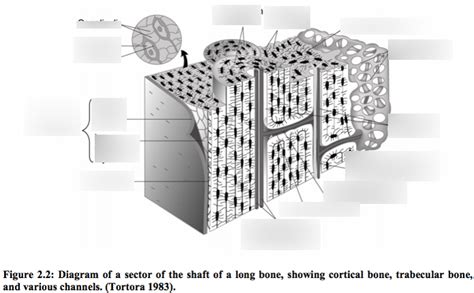 Diagram of Shaft of long bone | Quizlet