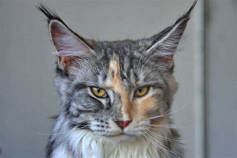 Maine Coon Personality: 11+ Things You Need to Know I The Discerning Cat