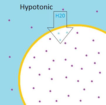 Hypotonic Solution | Definition, Diagram & Examples - Lesson | Study.com