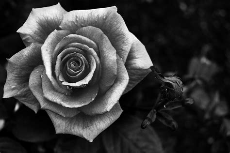 Black And White Roses - Cliparts.co