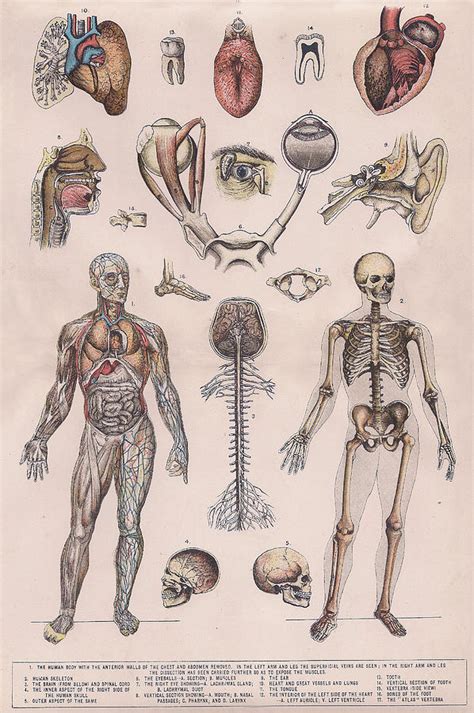 Physiology, diagrams of the human body Drawing by Victorian Engraver ...