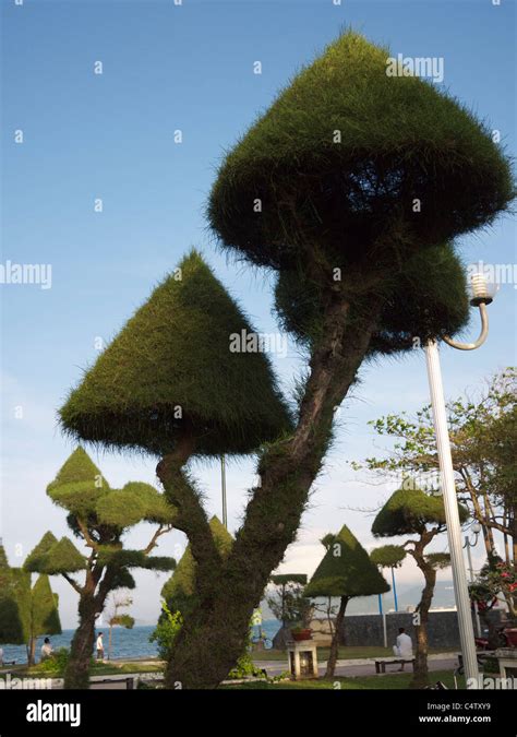 Cone Shaped Trees High Resolution Stock Photography and Images - Alamy