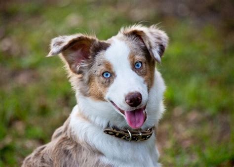 7 Dog Breeds With Blue Eyes (With Info & Pictures) | Hepper