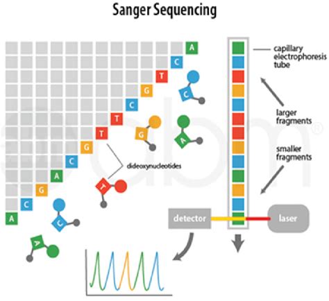 Principles of Sanger sequencing.... | Download Scientific Diagram