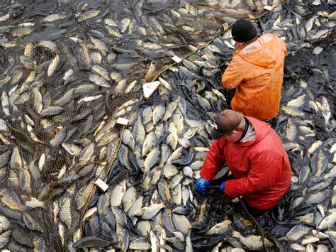 Can Farmed Fish Feed The World Without Destroying The Environment? | WBUR