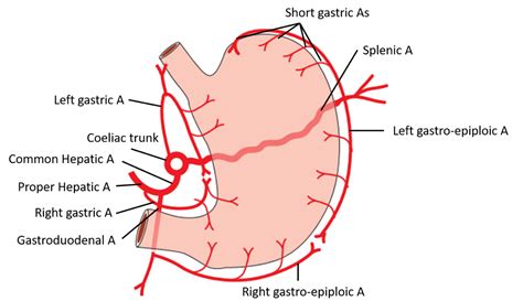 Stomach – Anatomy QA