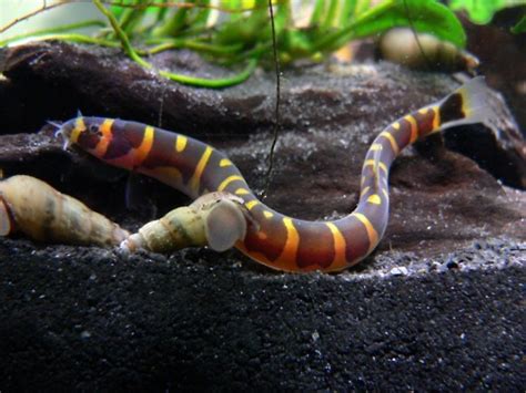 Kuhli Loach: Care and Breeding Guide - WZaquarium