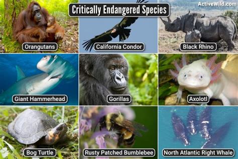 Critically Endangered Species List, Pictures & Interesting Facts ...