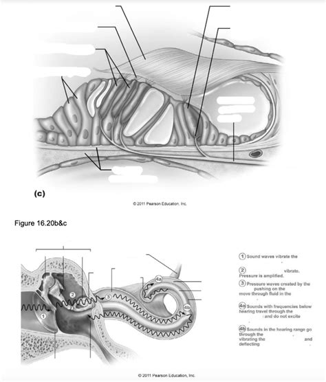 Figure 16.21 Ear Diagram | Quizlet