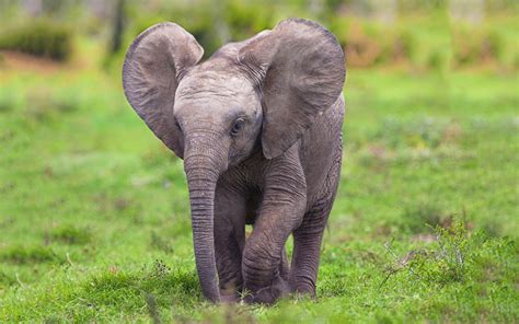 HD Baby Elephant Wallpaper Free Download