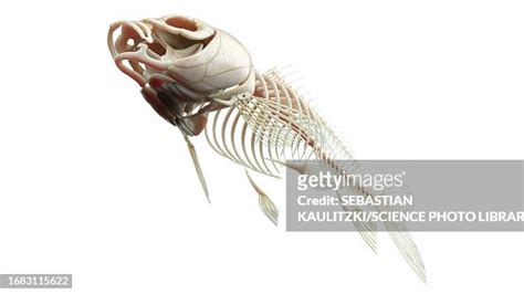 Fish Anatomy Illustration High-Res Vector Graphic - Getty Images