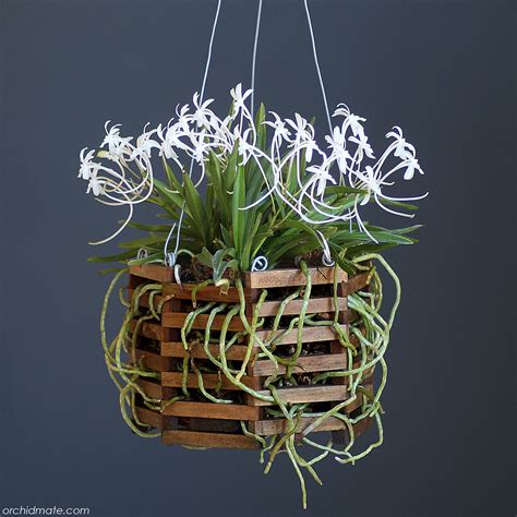 Wood baskets | Orchidmate Orchid Supplies