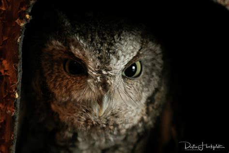 Screeching Owl Photograph by Dustin Huckfeldt | Fine Art America