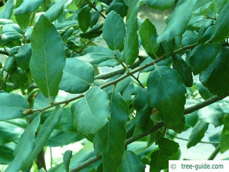 Cork Oak | Quercus suber