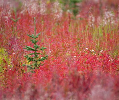 Kluane Autumn – Bing Wallpaper Download