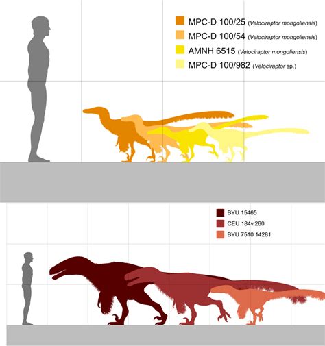 Velociraptor Size Comparison Jurassic Park