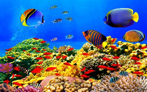 fish, Fishes, Underwater, Ocean, Sea, Sealife, Nature Wallpapers HD ...