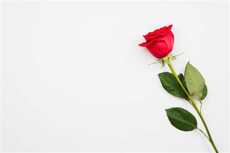 Single beautiful red rose isolated on white background 3491536 Stock ...