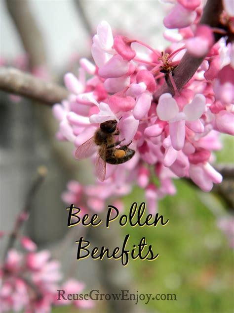 Bee Pollen Benefits With Recipes And Uses