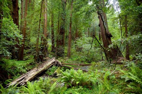 Hiking Trails through Giant Redwoods in Muir Forest Near San Francisco ...