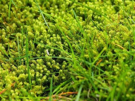 A Few Tips on Moss Removal and Lawn Care - Iamtreatmentalliance