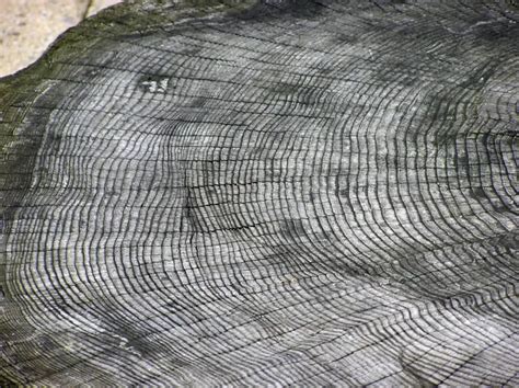 Dendrochronology - Definition, History, Methods, Applications - Biology ...