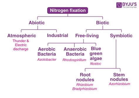 Non-symbiotic Nitrogen Fixation