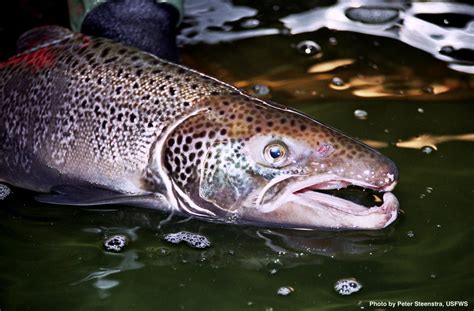 The Great Escape: Risks of Farmed Fish - FISHBIO | Fisheries Consultants