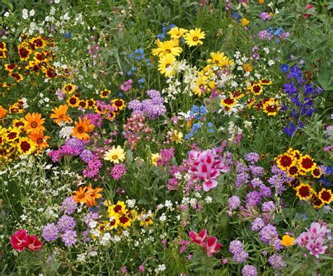 All Annual Wildflower Mix - Buffalo Brand Seed